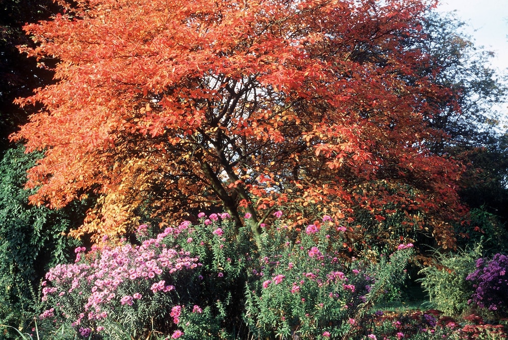 Felsenbirne mit rötlichem Herbstlaub