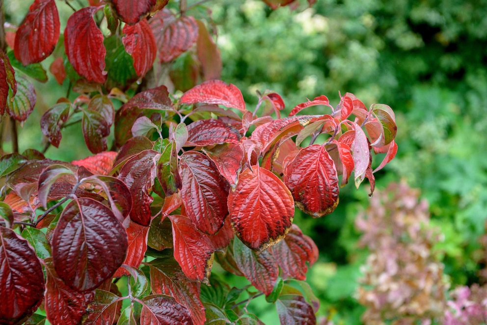 Blumenhartriegel leuchten im Herbst ror