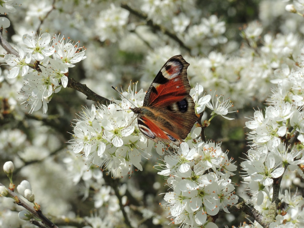 Ein Schmetterling sitzt auf schneeweißen Blüten eines Schlehen-Strauches