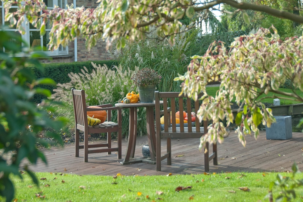 Herbstfärbung: Gartentisch mit Etagen-Hartriegel