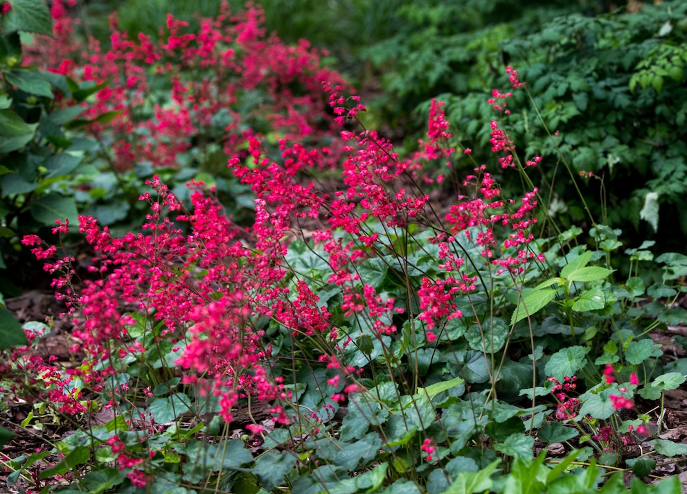 Herbstfärbung: Purpurglöckchen mit purpurroten Blüten