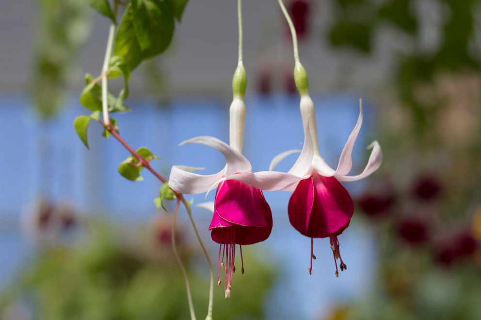 So überwintern Sie Fuchsien richtig