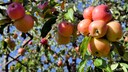 Obstbäume und Hecken im Herbst pflanzen