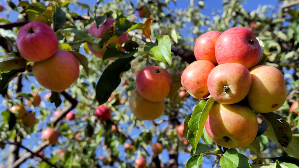 Obstbäume und Hecken im Herbst pflanzen