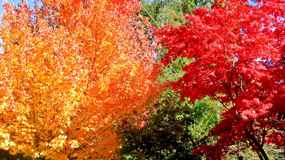 Grün, Orange, Rot: Bäume mit leuchtender Herbstfärbung sorgen für den Indian Summer im Garten