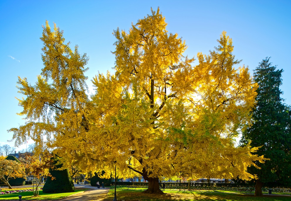 Großer Ginkgo-Baum mit gelbem Herbstlaub