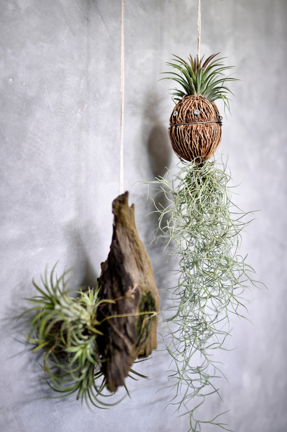 Kokedama bei Tillandsien