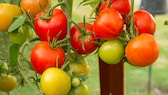 Viele reife sowie noch nicht vollständig gereifte und unreife Tomaten hängen an einer Tomatenpflanze.