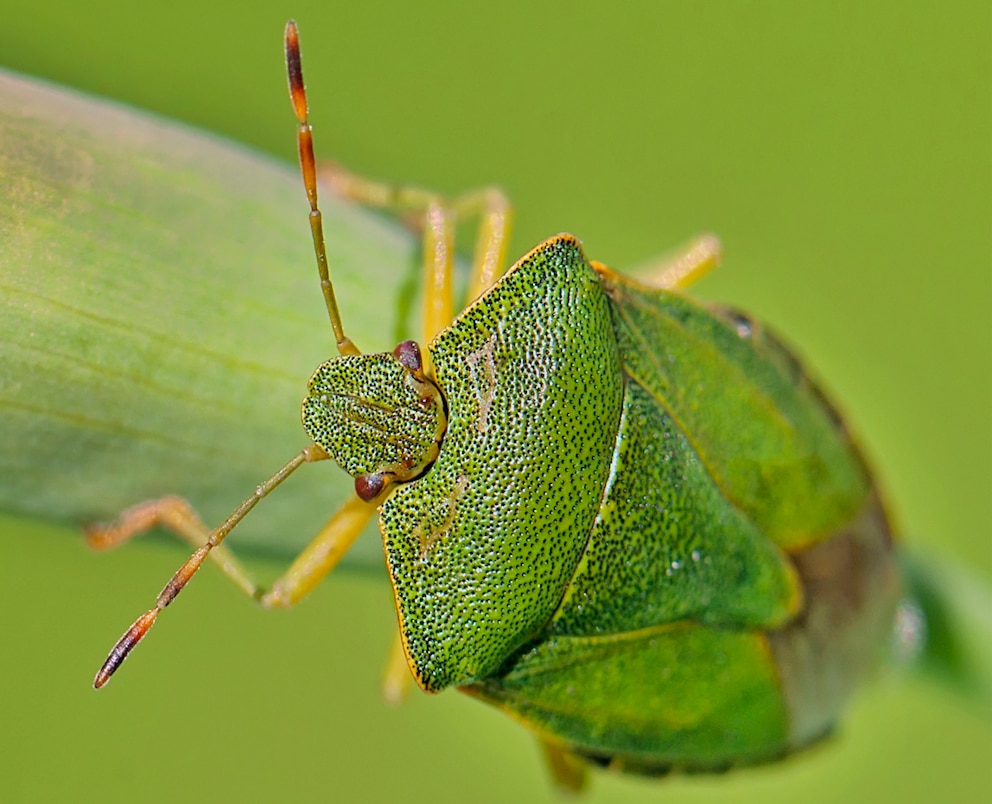 grüne Stinkwanze auf grünem Blumenstängel