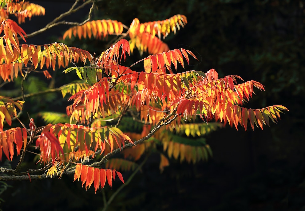 Essigbaum mit goldenen Blättern