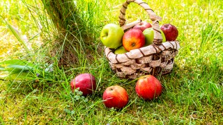Ein Korb voller gepflückter Äpfel