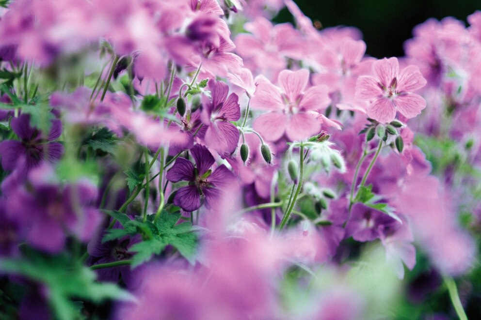 Duft-Pelargonie überwintern