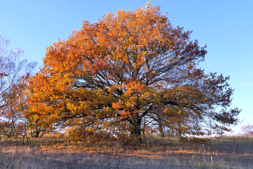 Natur-Kalender: Eiche im Herbstlicht