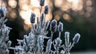 Diese Gartenarbeiten stehen im Dezember an