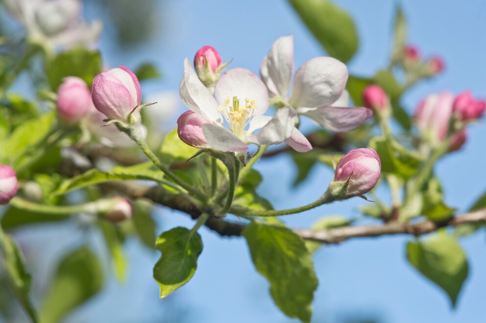 Natur-Kalender: Zart rosa Apfelbaumblüten