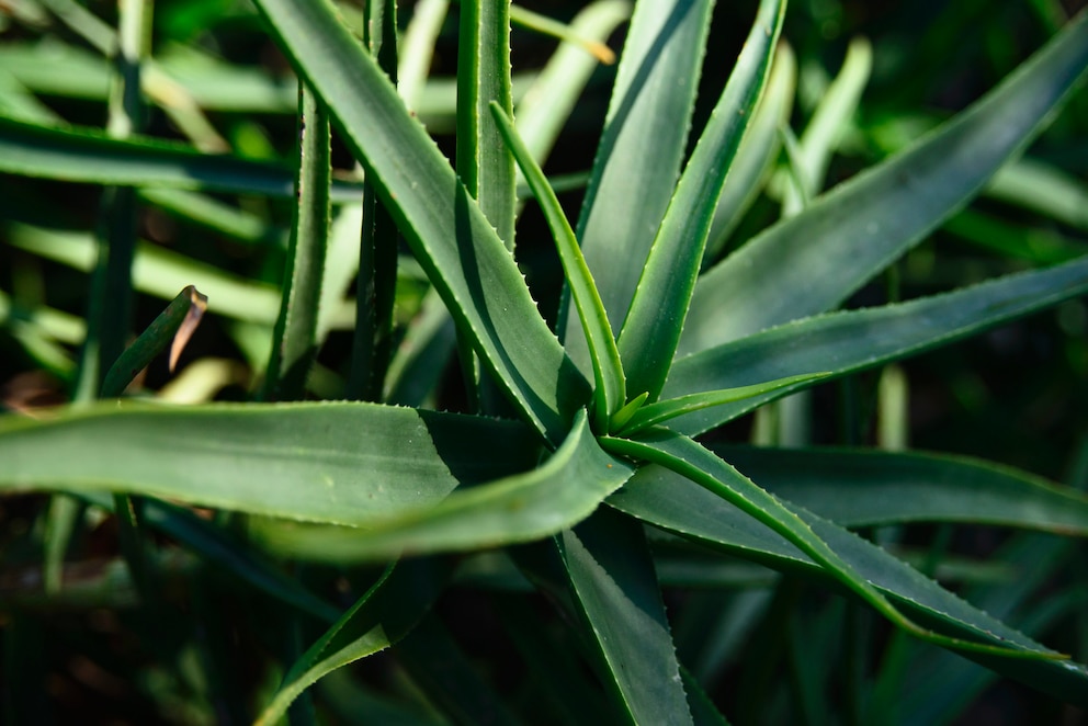 Aloe sorgt für Gesundheit