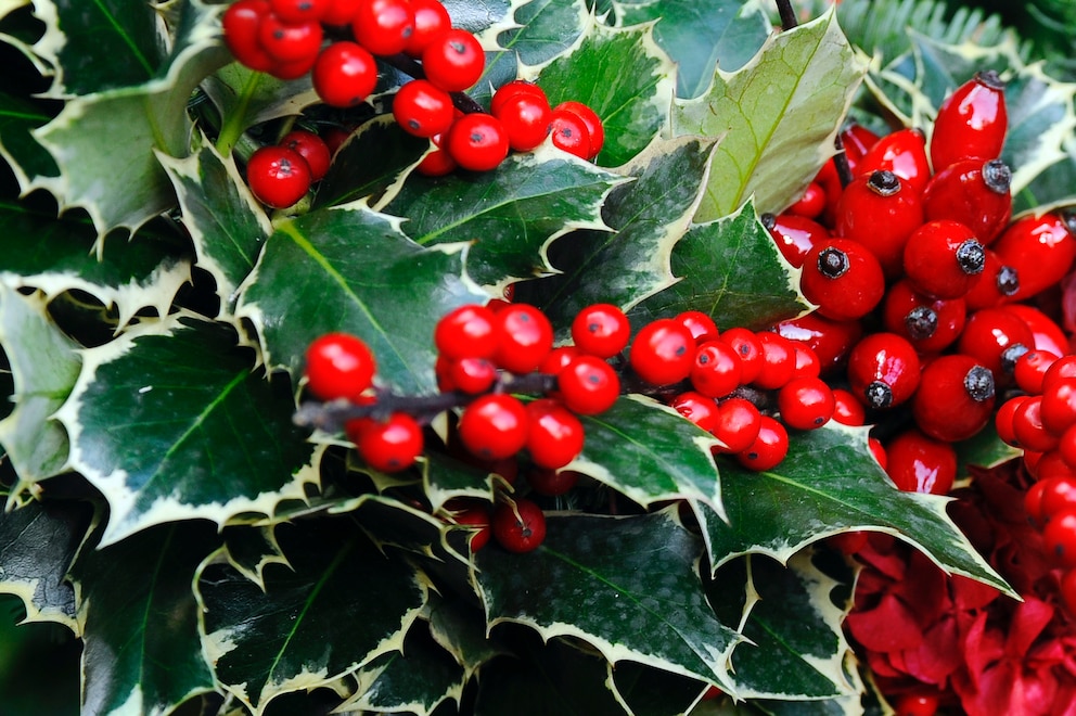 Die Stechpalme mit roten Beeren