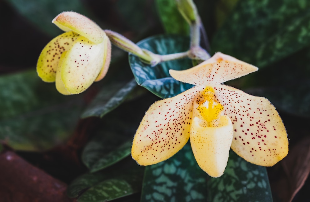 Orchideen bringen Glück in der Wohnung