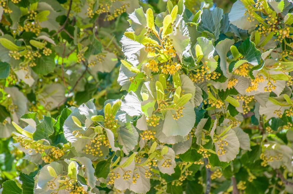 Natur-Kalender: Blüten eines Lindenbaumes