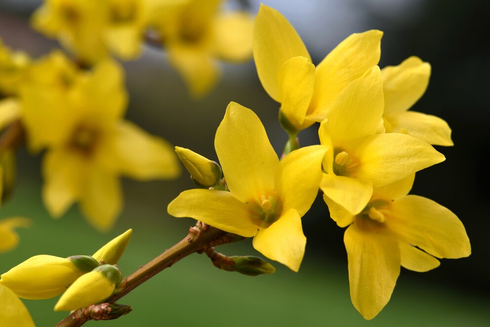 Forsythie im November im Garten pflanzen