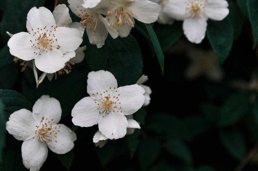 Jasmin soll für Romantik sorgen