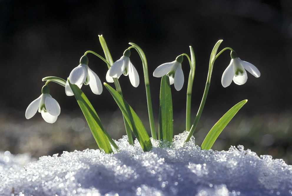 Natur-Kalender: