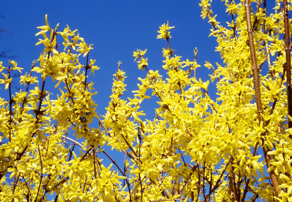 Gelb leuchtende Blüten der Forsythie