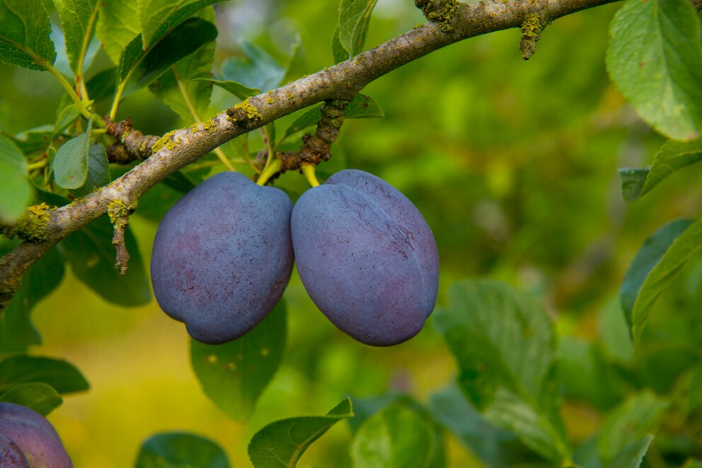 Natur-Kalender: Frühe Zwetschgen