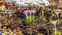 Krokusse mit violetten Bl&uuml;ten