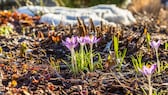 Krokusse mit violetten Blüten