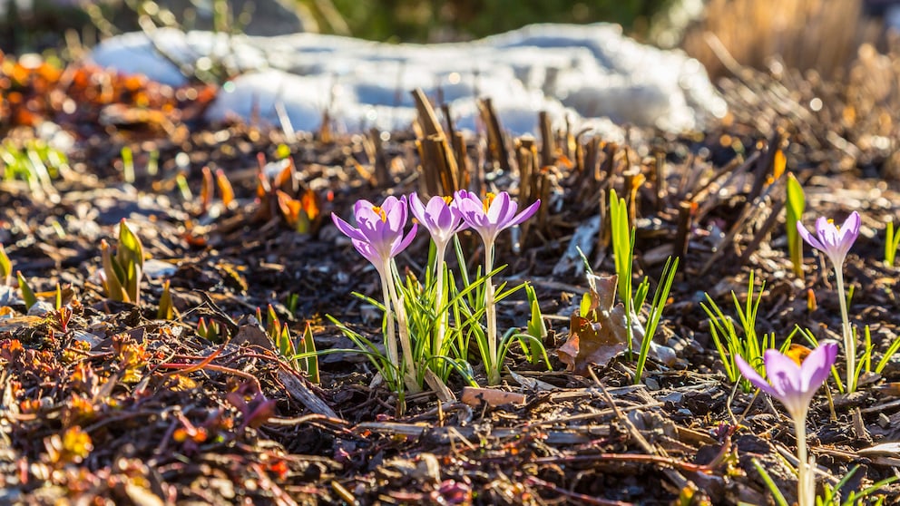 Krokusse mit violetten Blüten