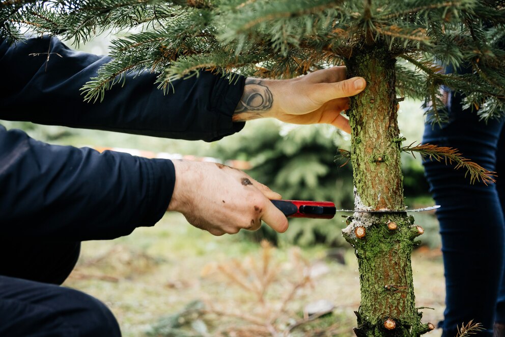 Mann sägt einen Weihnachtsbaum ab.