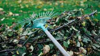 Gartenarbeiten, die im November anstehen