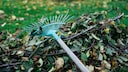 Gartenarbeiten, die im November anstehen