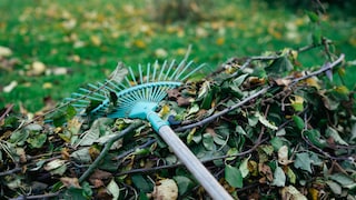 Gartenarbeiten, die im November anstehen