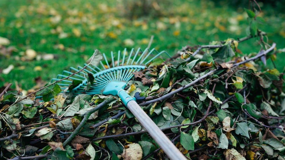 Gartenarbeiten, die im November anstehen