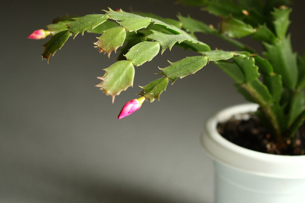 Weihnachtskaktus wieder als Weihnachtsblume beliebt