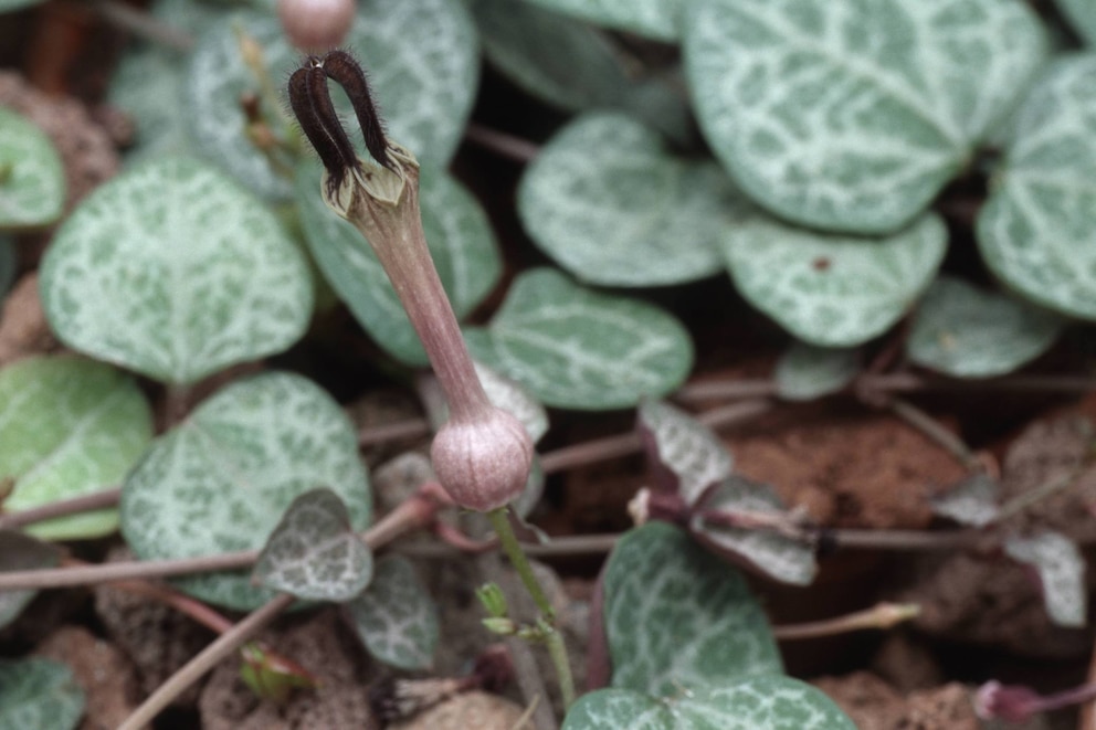 Leuchterblume als Büropflanze zum Aufhängen