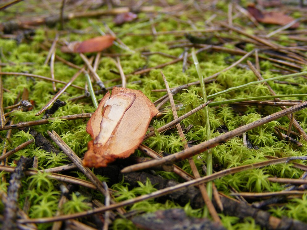 Tannennadeln schützen Pflanzen vor Schnecken