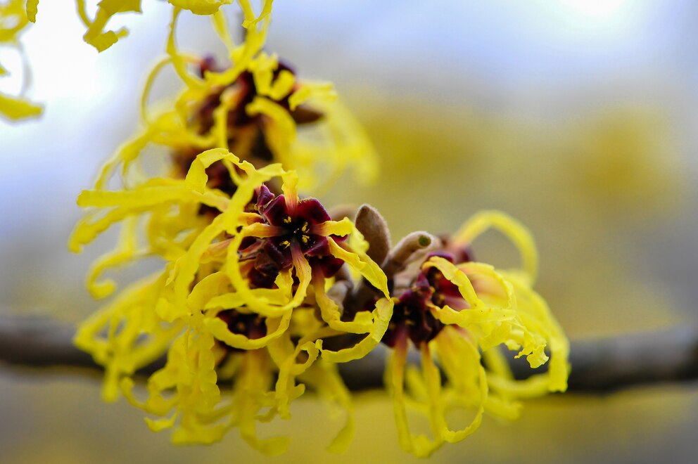 Blüten der Zaubernuss