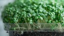 Microgreens &ndash; Superfood f&uuml;r den Winter