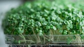 Microgreens – Superfood für den Winter