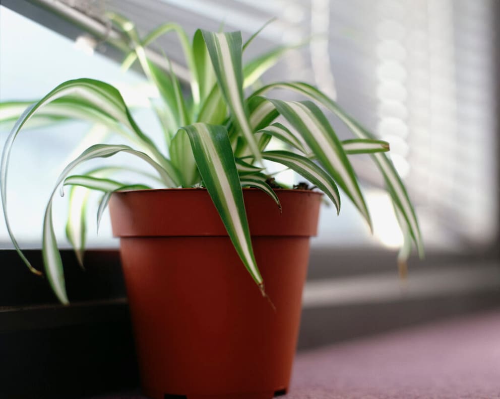 Spider plants are suitable as office plants