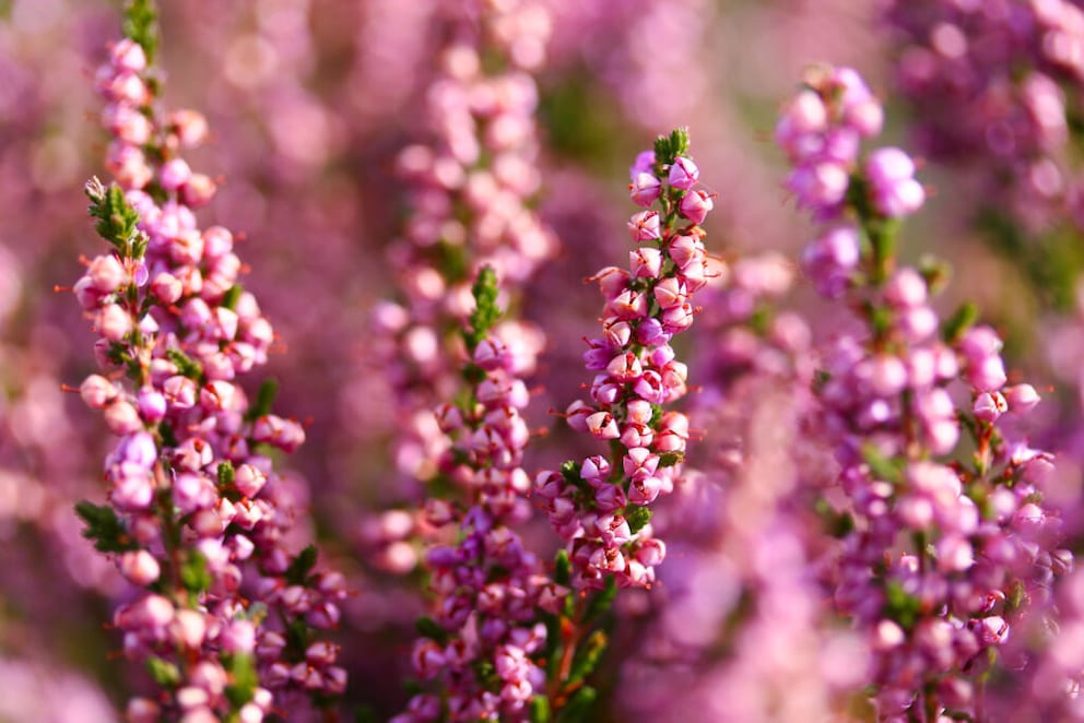 Hardy Erica as an outdoor plant
