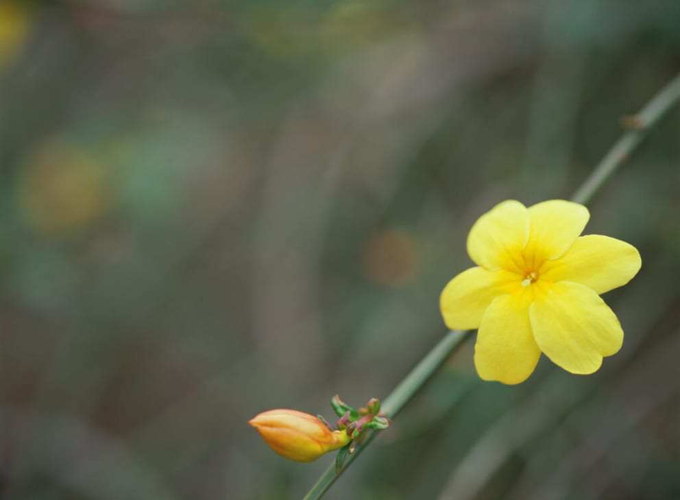 Yellow winter jasmine is suitable for outdoors in winter