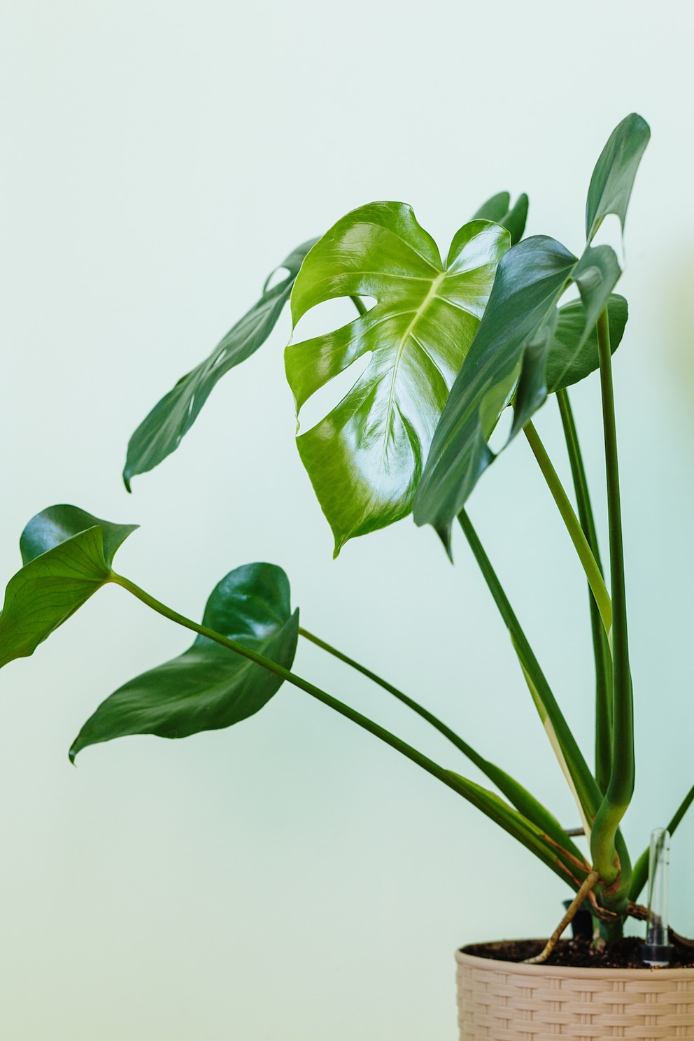 Monstera als Büropflanze