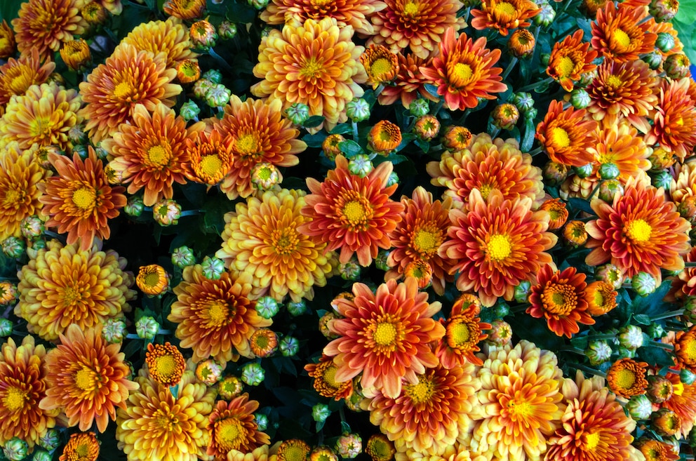 Chrysanthemen gibt es speziell für den Herbst und den Winter zu kaufen