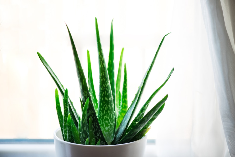 Aloe Vera als Pflanze für das Büro