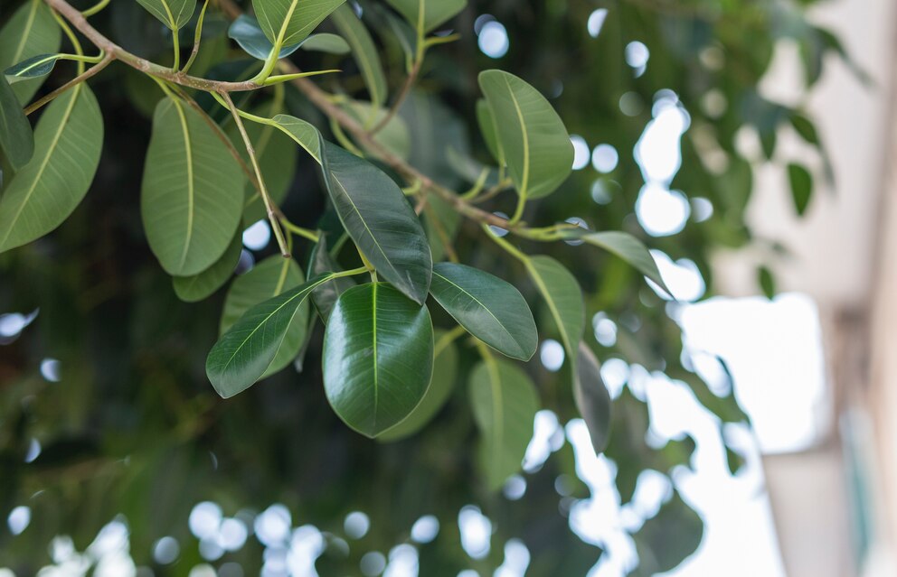 Der Ficus ist eine beliebte Büropflanze