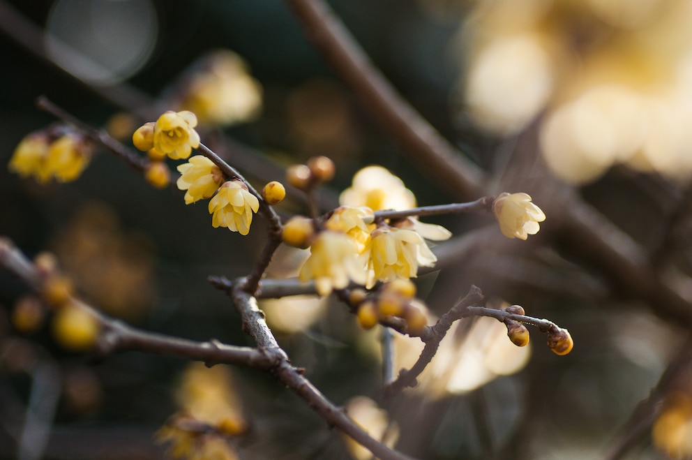 Die Chinesische Winterblüte ist ein Zierstrauch mit gelblichen Blüten